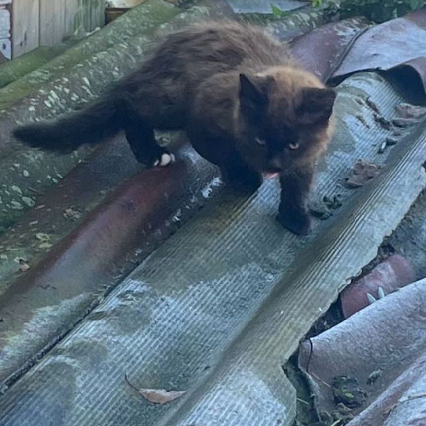 Котёнок подросток, мальчик, в добрые ручки