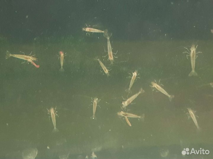 Креветки амано розница и оптом, доставка