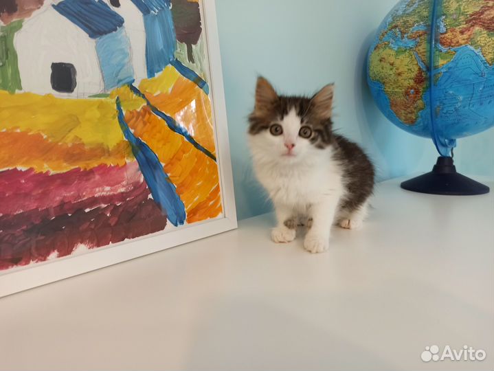 Очень милый котенок