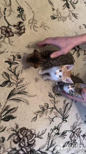 Бенгальские котята