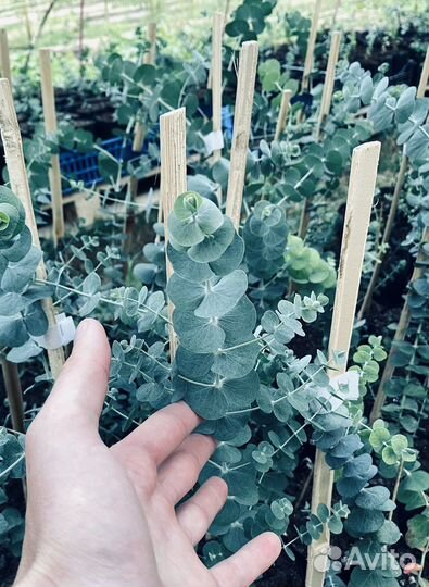 Эвкалипт саженец