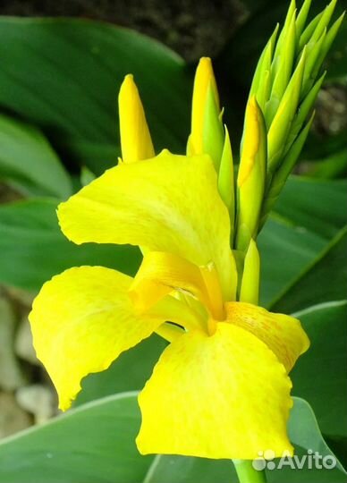 Клубни канны