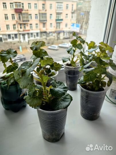 Бегония элатиор