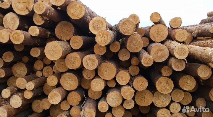 Лес кругляк пиловочник