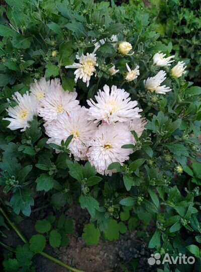 Хризантемы мультифлора