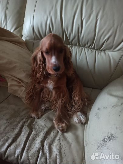 Щенки английского кокер спаниеля