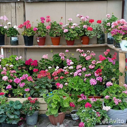 Пеларгония герань