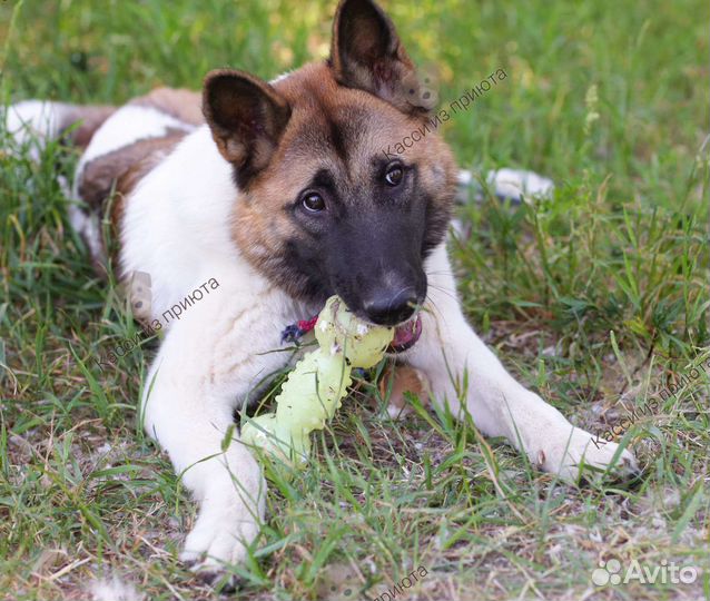 Молодая собака в добрые руки, пропадает в приюте