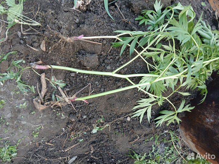 Марьин корень. Пион