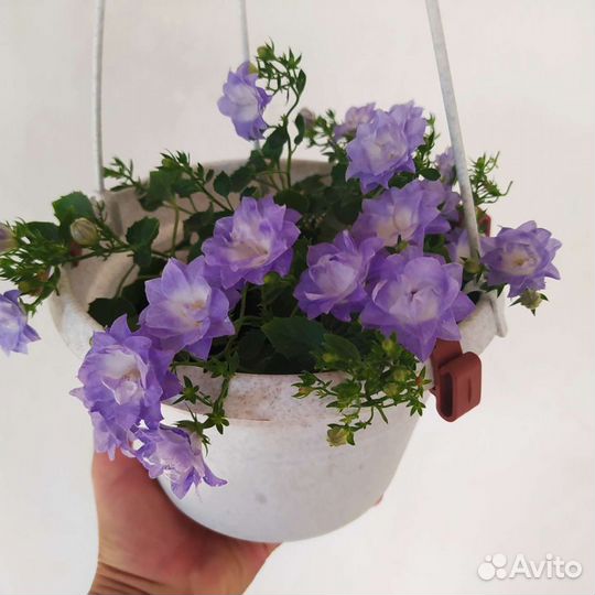 Кампанула жених и невеста