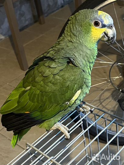 Венесуэльский амазон