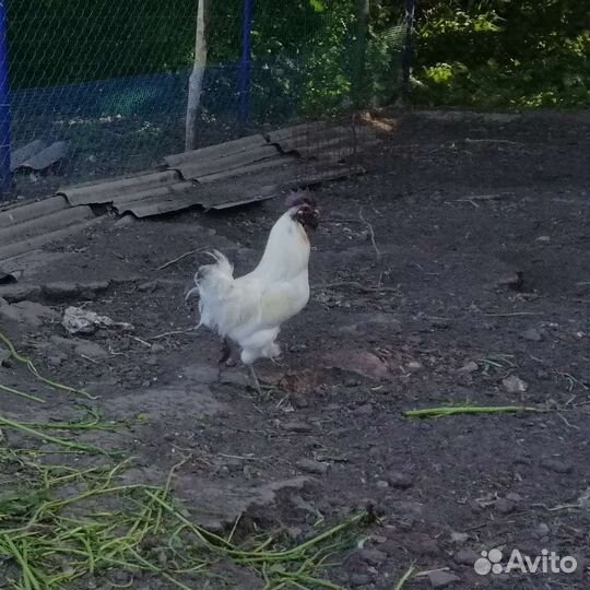 Лакенданзи семья