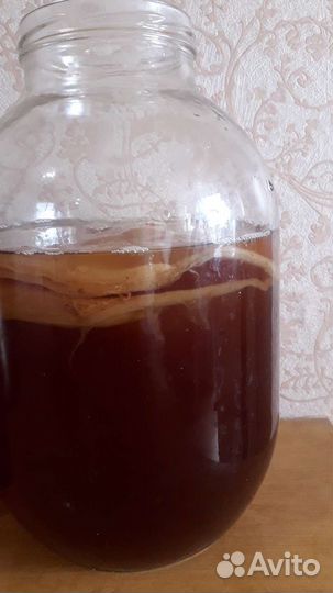 Чайный гриб