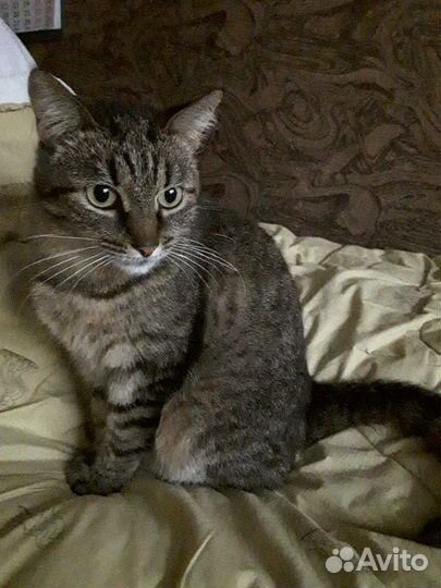 Кошки в добрые руки