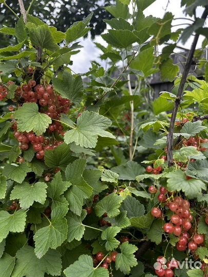 Ягоды розовой смородины
