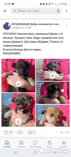 Щенок в добрые руки