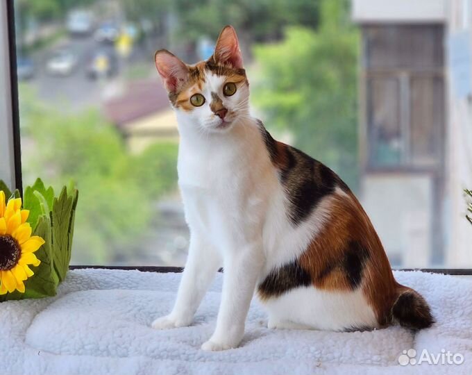 Уникальный курильский бобтейл. Манеки-нэко