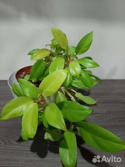 Филодендрон лемон лайм