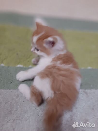 Сибирские котята