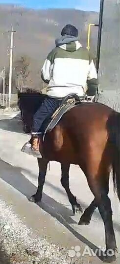 Продам жеребца (5 лет)