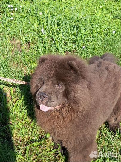 Щенки чау-чау