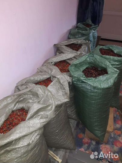Продам шиповник