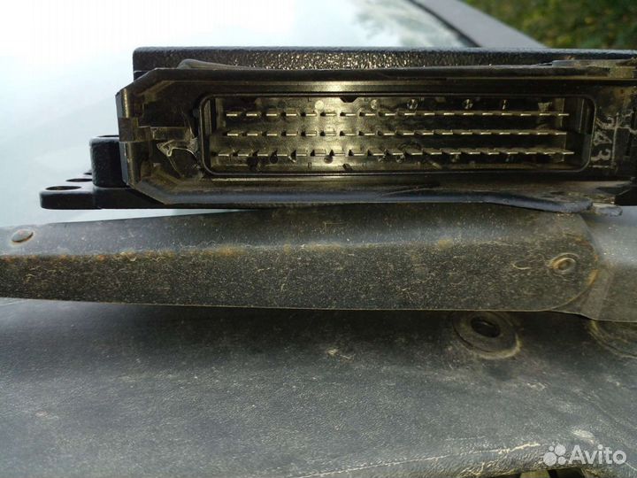 Мозги эбу на газель