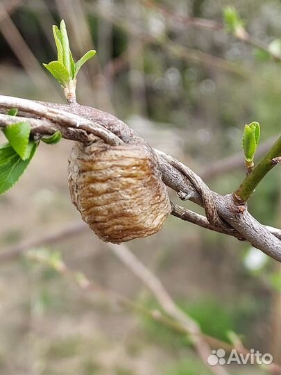 Оотека богомола