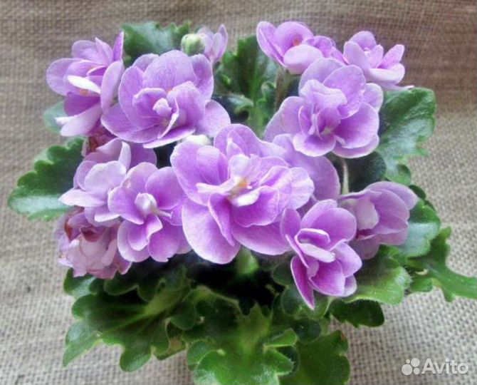 Детка мини и полумини фиалок