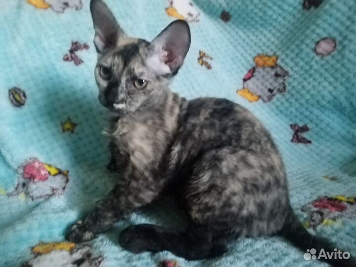 Донской сфинкс