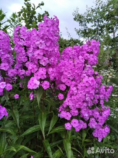 Флокс пирамидальный Розалинд, клопагон