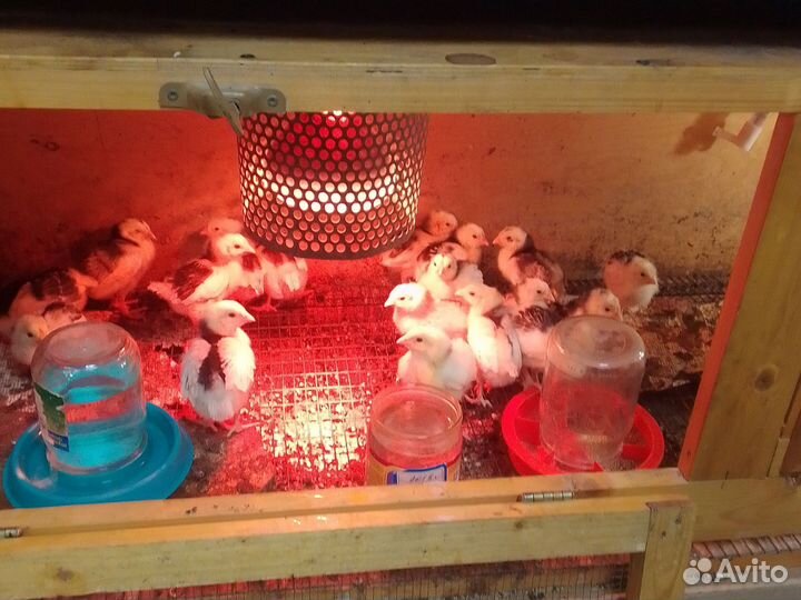 Пушкинские цыплята