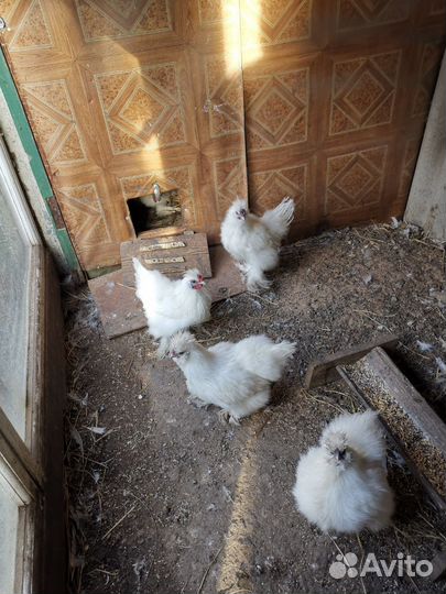 Молодые петухи