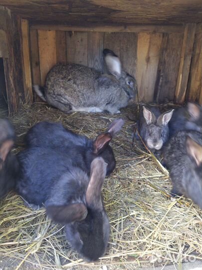 Кролики мясных пород, мясо кролика