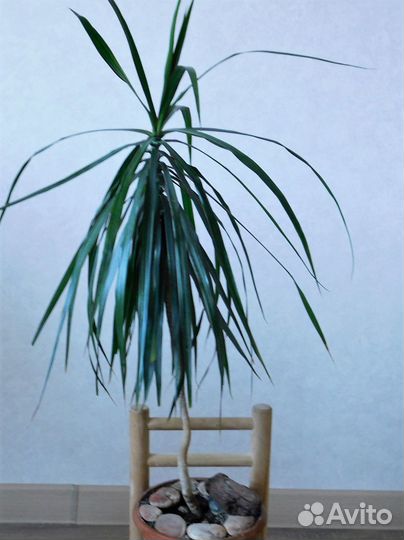 Пальма драцена 90см