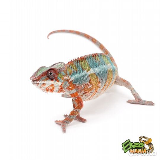 Пантеровый хамелеон