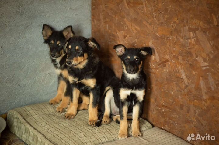 Собака щенки в добрые руки