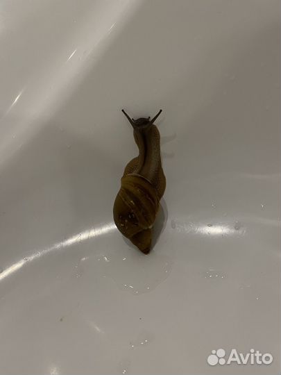 Улитки ахатины