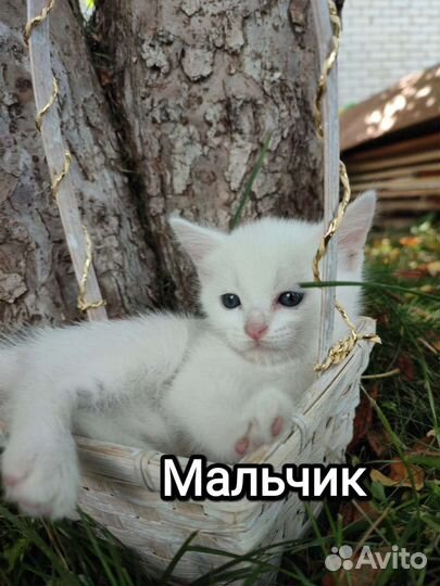 Котёнок