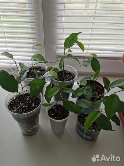 Фикус Бенджамина отводки