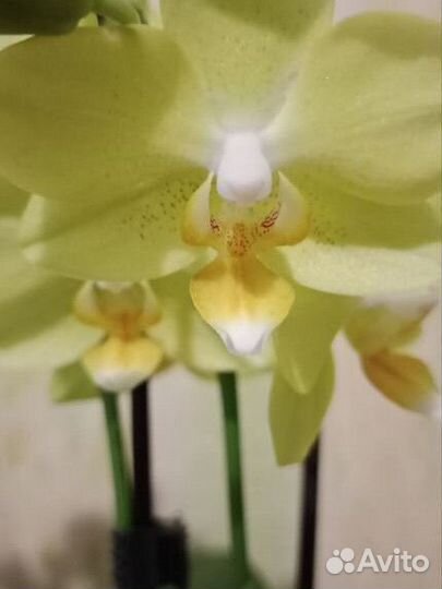 Орхидея фаленопсис