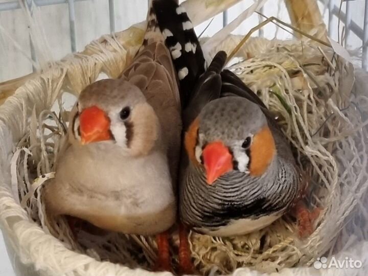 Амадин (мальчик)