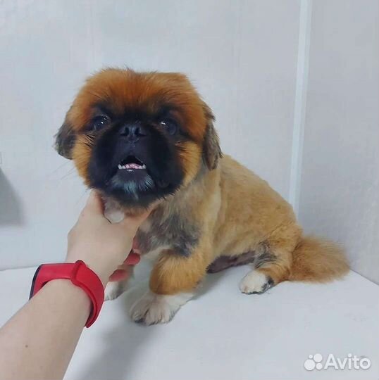 Стрижка кошек и собак