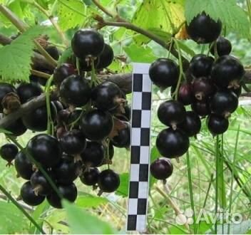 Саженцы смородины и плодовых кустов