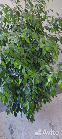 Фикус бенджамина большой