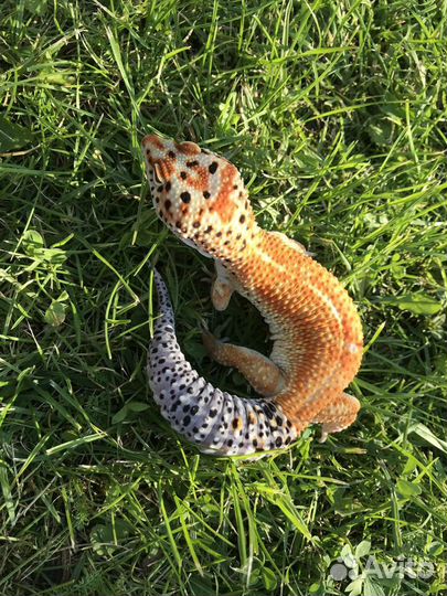 Эублефар (самец) предлагает вязку