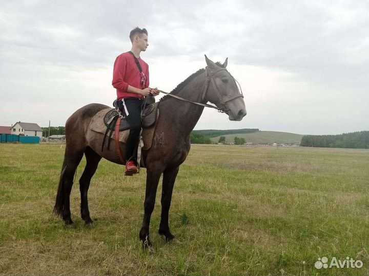 Продам кобылу