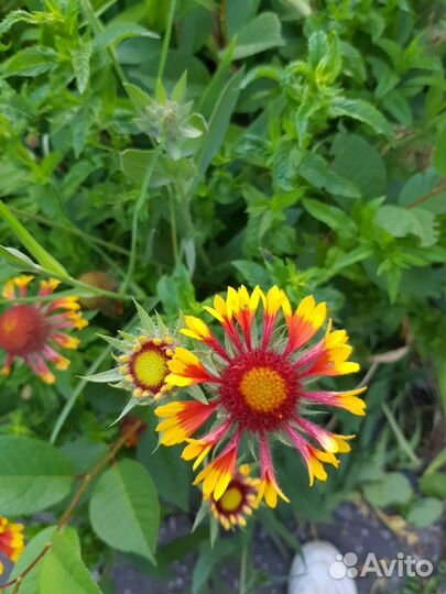 Гайлардия, луковичные и др. Многолетники