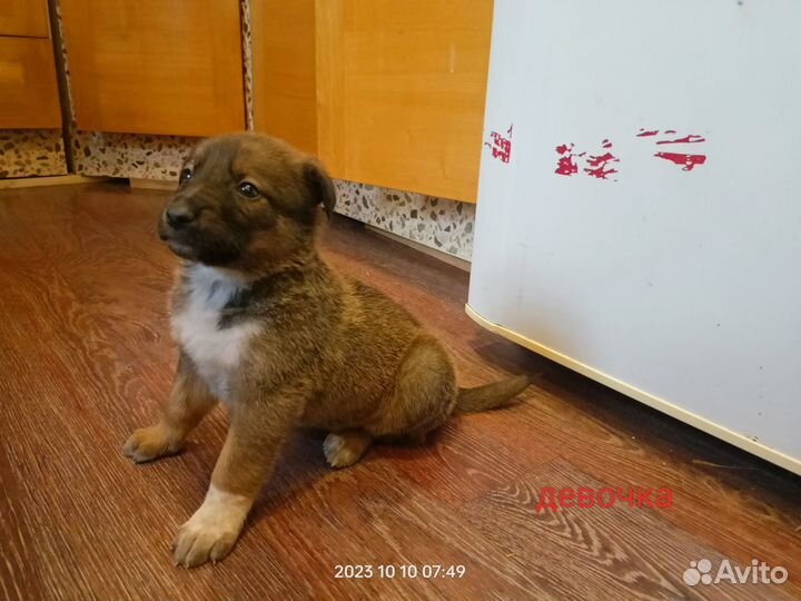 Щенки в заботливые руки