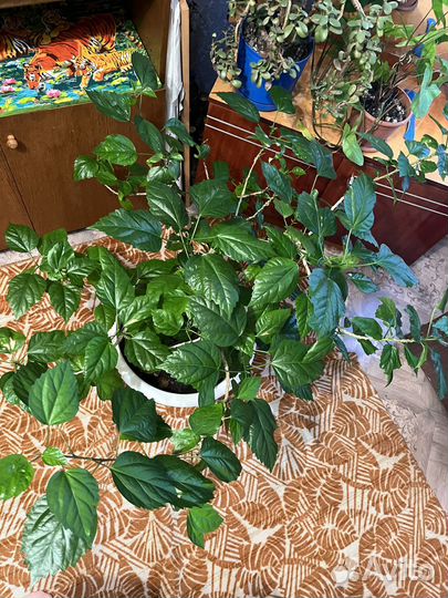 Китайская роза